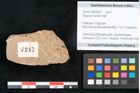 Foto (Objekt + Etikett) von Sequoia hardtii Endl. (NHMW-GEO-2024-0188-8247)
